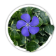 Барвінок Vinca Барвінок Vinca