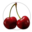 Вишня Prunus cerasus