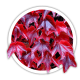 В'юнкі
