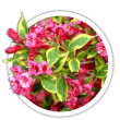 Вейгела Weigela