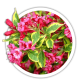 Вейгела Weigela Вейгела Weigela