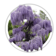 Вістерія / Гліцинія / Wisteria