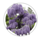 Вістерія / Гліцинія / Wisteria Вістерія / Гліцинія / Wisteria