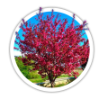 Яблуня декоративна / райська / червонолиста / Malus