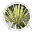 Юка  Yucca