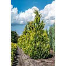 Кипарисовик Лавсона Алюміголд | Chamaecyparis lawsoniana Alumigold | Кипарисовик Лавсона Алюмиголд