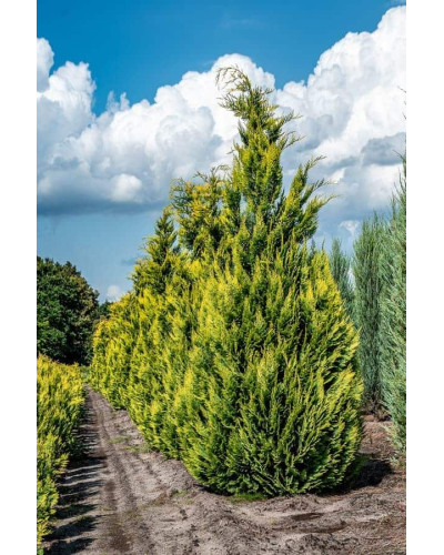 Кипарисовик Лавсона Алюміголд | Chamaecyparis lawsoniana Alumigold | Кипарисовик Лавсона Алюмиголд