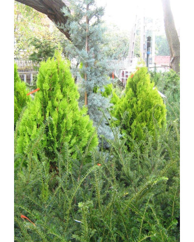Кипарисовик Лавсона Алюміголд | Chamaecyparis lawsoniana Alumigold | Кипарисовик Лавсона Алюмиголд
