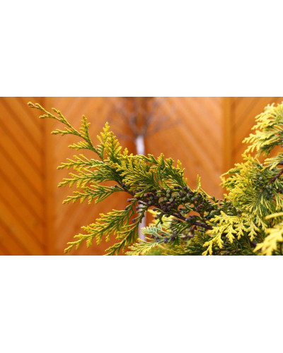 Кипарисовик Лавсона Алюміголд | Chamaecyparis lawsoniana Alumigold | Кипарисовик Лавсона Алюмиголд