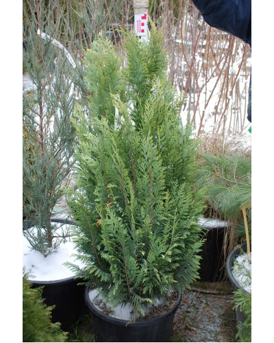 Кипарисовик Лавсона Алюміголд | Chamaecyparis lawsoniana Alumigold | Кипарисовик Лавсона Алюмиголд