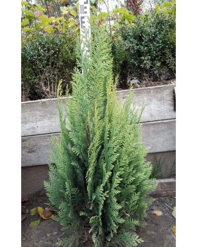 Кипарисовик Лавсона Алюміголд | Chamaecyparis lawsoniana Alumigold | Кипарисовик Лавсона Алюмиголд