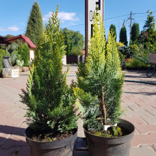 Кипарисовик Лавсона Алюміголд | Chamaecyparis lawsoniana Alumigold | Кипарисовик Лавсона Алюмиголд