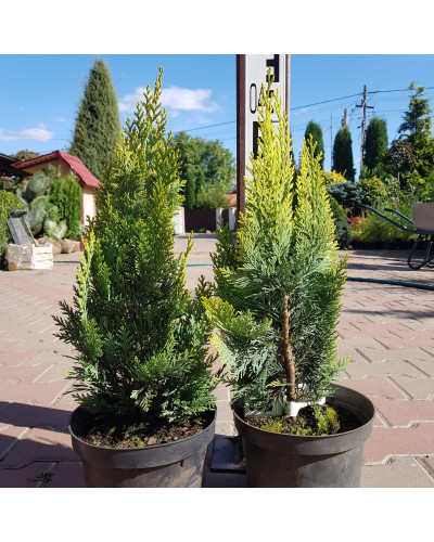 Кипарисовик Лавсона Алюміголд | Chamaecyparis lawsoniana Alumigold | Кипарисовик Лавсона Алюмиголд