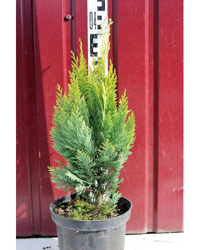 Кипарисовик Лавсона Алюміголд | Chamaecyparis lawsoniana Alumigold | Кипарисовик Лавсона Алюмиголд