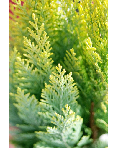 Кипарисовик Лавсона Алюміголд | Chamaecyparis lawsoniana Alumigold | Кипарисовик Лавсона Алюмиголд