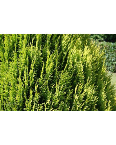 Кипарисовик Лавсона Алюміголд | Chamaecyparis lawsoniana Alumigold | Кипарисовик Лавсона Алюмиголд