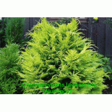 Кипарисовик Лавсона Алюміголд | Chamaecyparis lawsoniana Alumigold | Кипарисовик Лавсона Алюмиголд