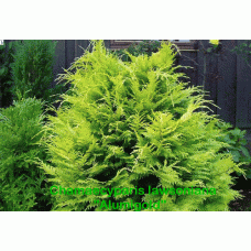 Кипарисовик Лавсона Алюміголд | Chamaecyparis lawsoniana Alumigold | Кипарисовик Лавсона Алюмиголд