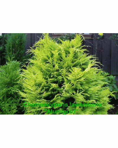 Кипарисовик Лавсона Алюміголд | Chamaecyparis lawsoniana Alumigold | Кипарисовик Лавсона Алюмиголд