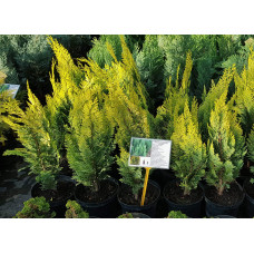 Кипарисовик Лавсона Алюміголд | Chamaecyparis lawsoniana Alumigold | Кипарисовик Лавсона Алюмиголд