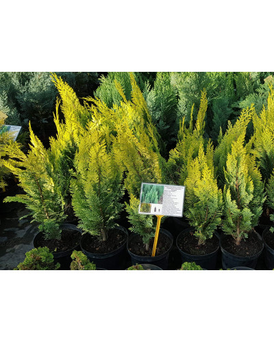 Кипарисовик Лавсона Алюміголд | Chamaecyparis lawsoniana Alumigold | Кипарисовик Лавсона Алюмиголд