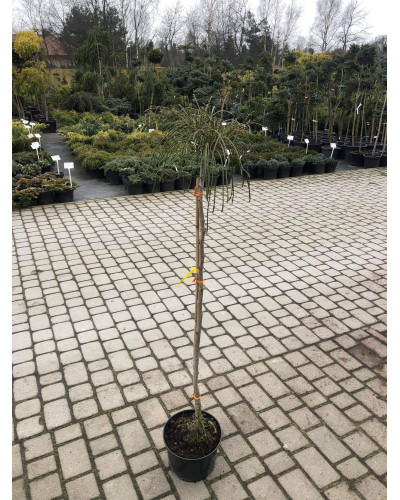 Туя складчаста Віпкорд (штамб) | Туя складчатая Випкорд (штамб) | Thuja plicata Whipcord (shtamb)