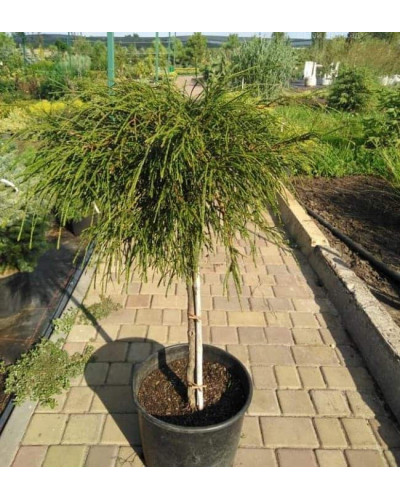 Туя складчаста Віпкорд (штамб) | Туя складчатая Випкорд (штамб) | Thuja plicata Whipcord (shtamb)