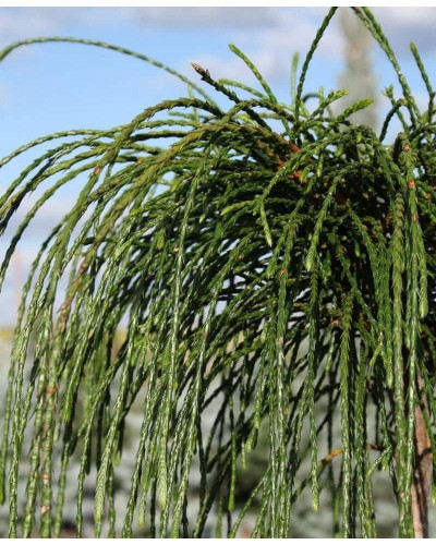 Туя складчаста Віпкорд (штамб) | Туя складчатая Випкорд (штамб) | Thuja plicata Whipcord (shtamb)