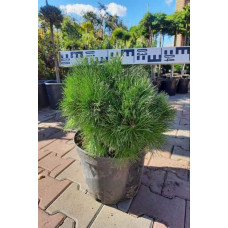 Сосна чорна Глобоза (Globosa) | Pinus nigra Globosa | Сосна чорна Глобоза (Globosa)