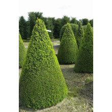 Тис ягідний ТОПІАР Конус | Taxus Baccata Topiar Cone | Тис ягодный ТОПИАР Конус
