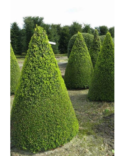 Тис ягідний ТОПІАР Конус | Taxus Baccata Topiar Cone | Тис ягодный ТОПИАР Конус