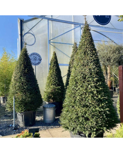 Тис ягідний ТОПІАР Конус | Taxus Baccata Topiar Cone | Тис ягодный ТОПИАР Конус