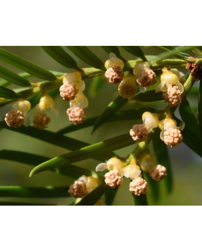 Тис ягідний ТОПІАР Конус | Taxus Baccata Topiar Cone | Тис ягодный ТОПИАР Конус