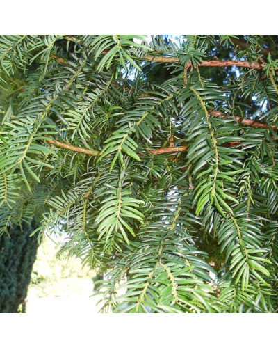 Тис ягідний ТОПІАР Конус | Taxus Baccata Topiar Cone | Тис ягодный ТОПИАР Конус