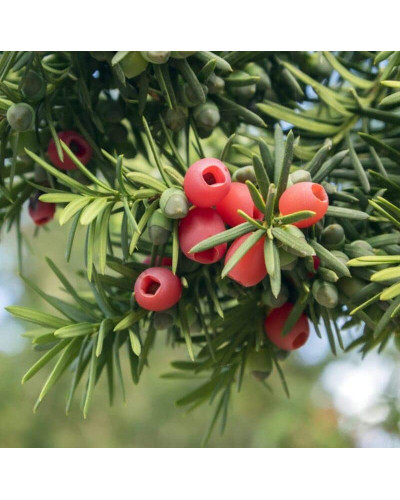Тис ягідний ТОПІАР Конус | Taxus Baccata Topiar Cone | Тис ягодный ТОПИАР Конус