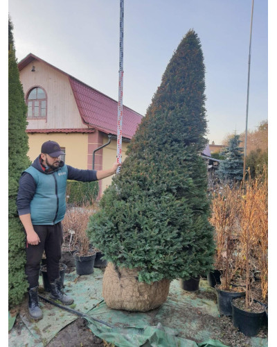 Тис ягідний ТОПІАР Конус | Taxus Baccata Topiar Cone | Тис ягодный ТОПИАР Конус