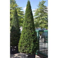 Тис ягідний ТОПІАР Конус | Taxus Baccata Topiar Cone | Тис ягодный ТОПИАР Конус