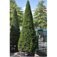 Тис ягідний ТОПІАР Конус | Taxus Baccata Topiar Cone | Тис ягодный ТОПИАР Конус