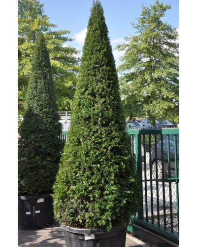 Тис ягідний ТОПІАР Конус | Taxus Baccata Topiar Cone | Тис ягодный ТОПИАР Конус