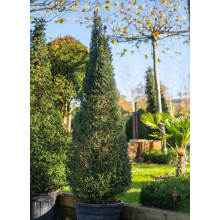Тис ягідний ТОПІАР Конус | Taxus Baccata Topiar Cone | Тис ягодный ТОПИАР Конус