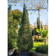 Тис ягідний ТОПІАР Конус | Taxus Baccata Topiar Cone | Тис ягодный ТОПИАР Конус