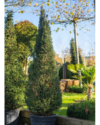 Тис ягідний ТОПІАР Конус | Taxus Baccata Topiar Cone | Тис ягодный ТОПИАР Конус