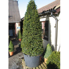 Тис ягідний ТОПІАР Конус | Taxus Baccata Topiar Cone | Тис ягодный ТОПИАР Конус