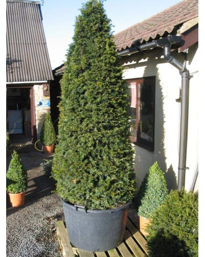 Тис ягідний ТОПІАР Конус | Taxus Baccata Topiar Cone | Тис ягодный ТОПИАР Конус