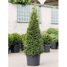 Тис ягідний ТОПІАР Конус | Taxus Baccata Topiar Cone | Тис ягодный ТОПИАР Конус