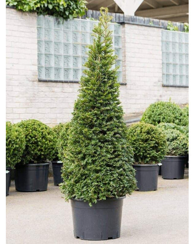 Тис ягідний ТОПІАР Конус | Taxus Baccata Topiar Cone | Тис ягодный ТОПИАР Конус