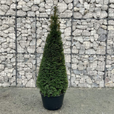 Тис ягідний ТОПІАР Конус | Taxus Baccata Topiar Cone | Тис ягодный ТОПИАР Конус