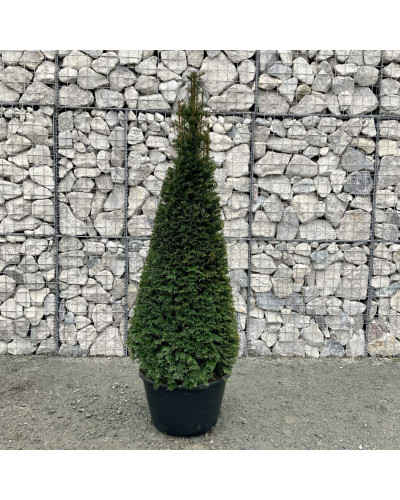 Тис ягідний ТОПІАР Конус | Taxus Baccata Topiar Cone | Тис ягодный ТОПИАР Конус