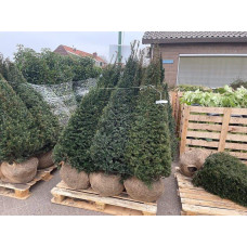 Тис ягідний ТОПІАР Конус | Taxus Baccata Topiar Cone | Тис ягодный ТОПИАР Конус