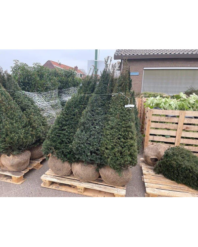 Тис ягідний ТОПІАР Конус | Taxus Baccata Topiar Cone | Тис ягодный ТОПИАР Конус